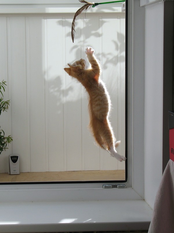 летающие парящие коты,  коты против гравитации, коты в полёте