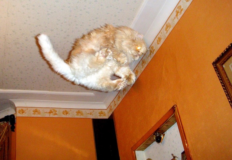 летающие парящие коты,  коты против гравитации, коты в полёте