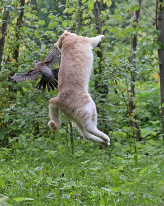 Кот в полете фото