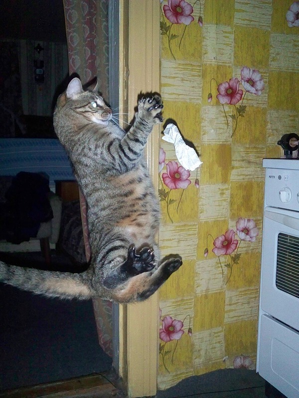 летающие парящие коты,  коты против гравитации, коты в полёте