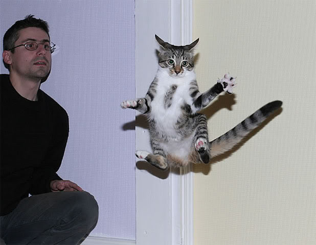 летающие парящие коты,  коты против гравитации, коты в полёте