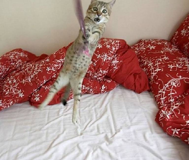 летающие парящие коты,  коты против гравитации, коты в полёте