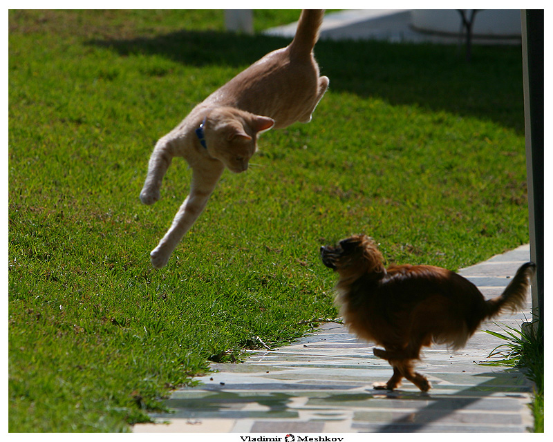 летающие парящие коты,  коты против гравитации, коты в полёте