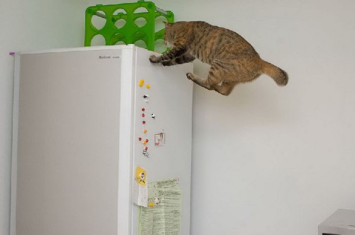 летающие парящие коты,  коты против гравитации, коты в полёте