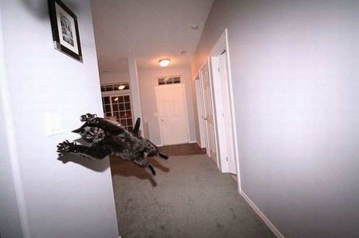 летающие парящие коты,  коты против гравитации, коты в полёте