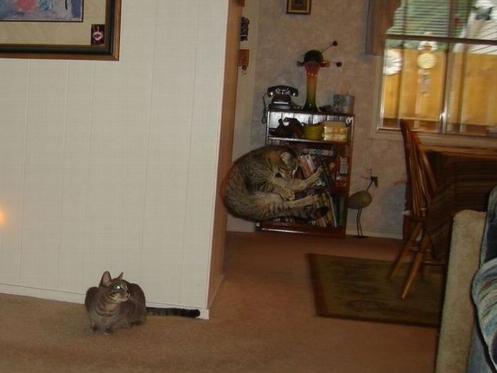 летающие парящие коты,  коты против гравитации, коты в полёте