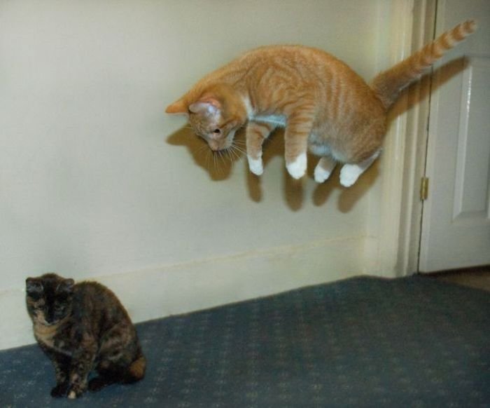 летающие парящие коты,  коты против гравитации, коты в полёте