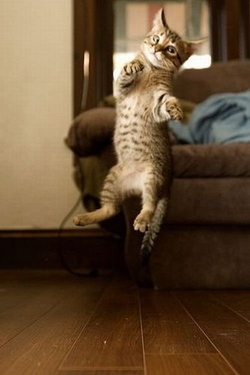 летающие парящие коты,  коты против гравитации, коты в полёте