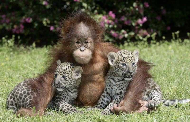 Удивительные примеры дружбы среди животных дружба животных, животные друзья, забавные животные