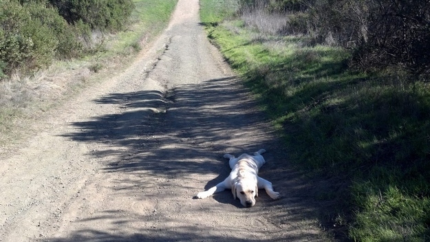 Смешные, собаки,  делают не так, анимация, приколы,юмор, фото