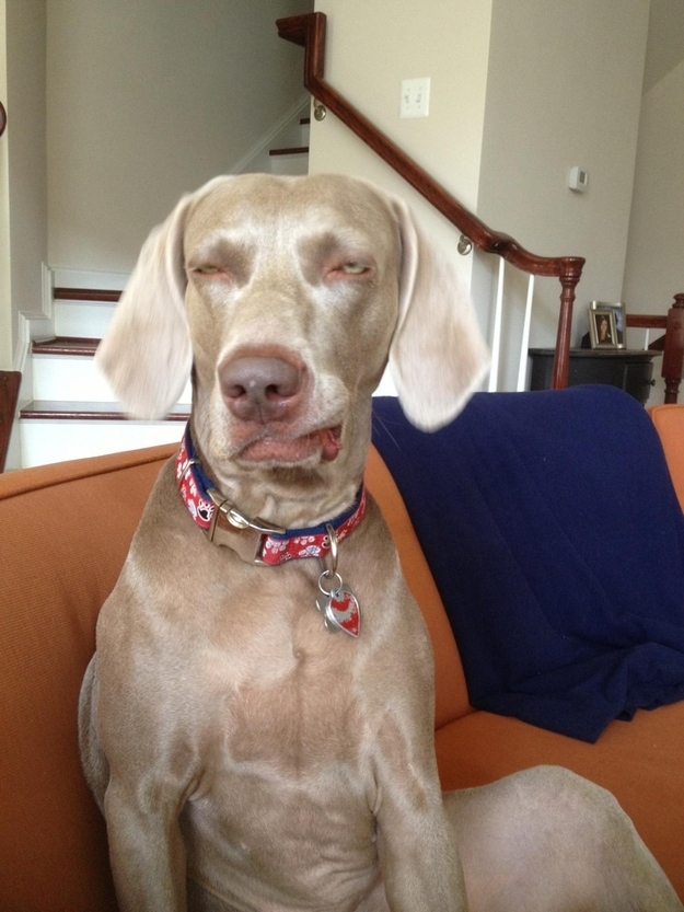 Смешные, собаки,  делают не так, анимация, приколы,юмор, фото