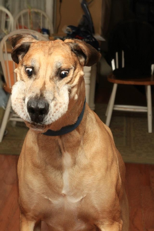 Смешные, собаки,  делают не так, анимация, приколы,юмор, фото