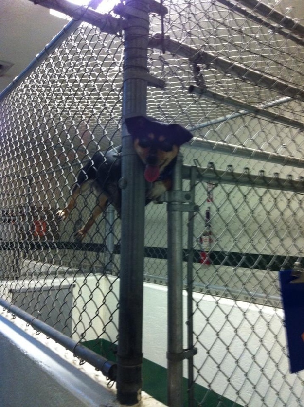 Смешные, собаки,  делают не так, анимация, приколы,юмор, фото