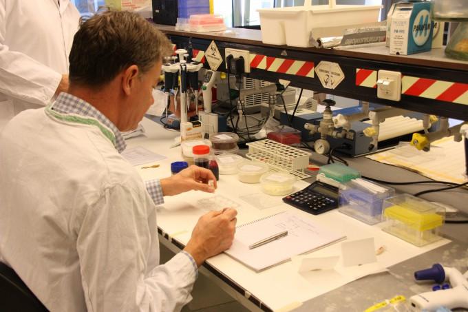 Первый, гамбургер, сделанный , искусственное, мясо выращенное в пробирке, стволовые клетки