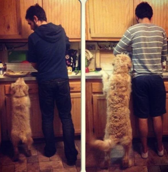  тогда и сейчас,животные,домашние питомцы