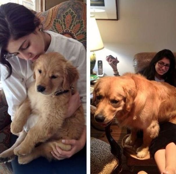  тогда и сейчас,животные,домашние питомцы