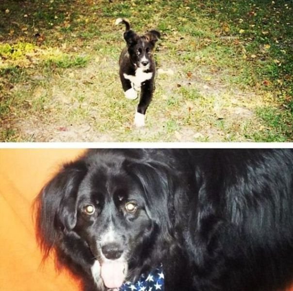  тогда и сейчас,животные,домашние питомцы