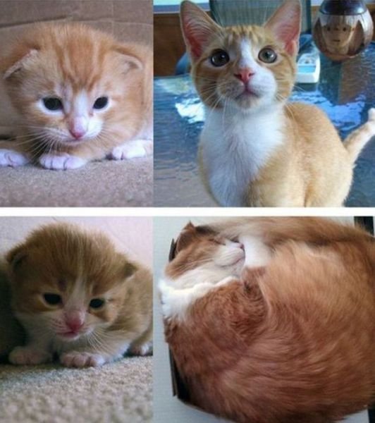  тогда и сейчас,животные,домашние питомцы