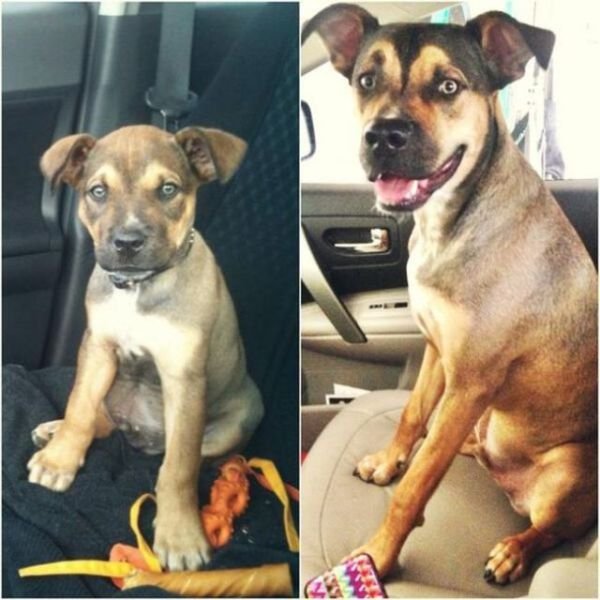  тогда и сейчас,животные,домашние питомцы