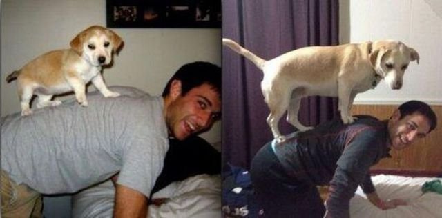  тогда и сейчас,животные,домашние питомцы