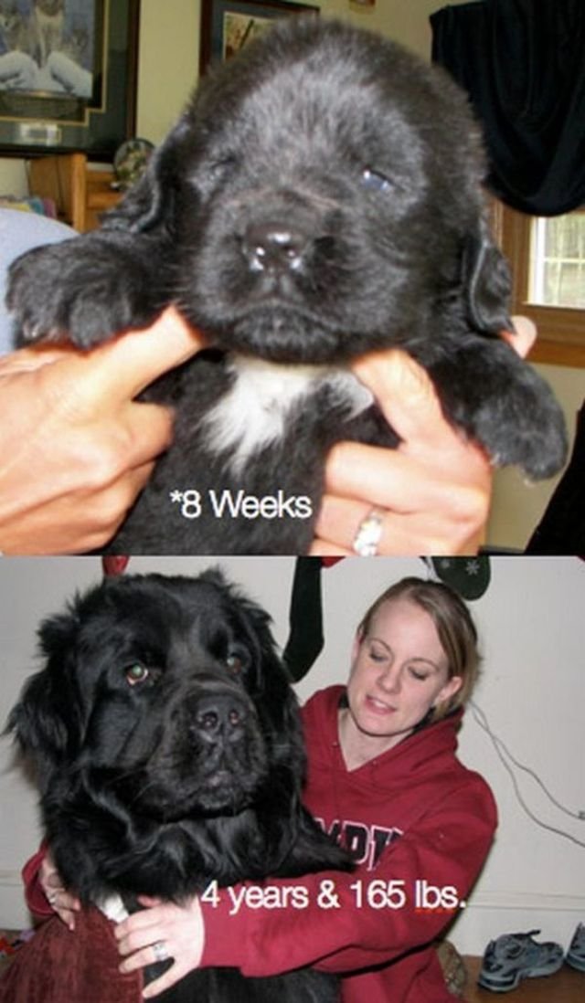  тогда и сейчас,животные,домашние питомцы