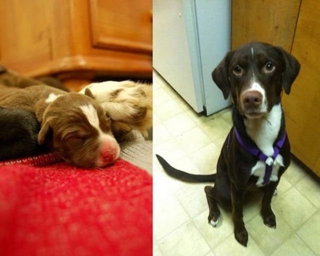  тогда и сейчас,животные,домашние питомцы