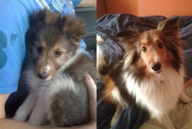  тогда и сейчас,животные,домашние питомцы