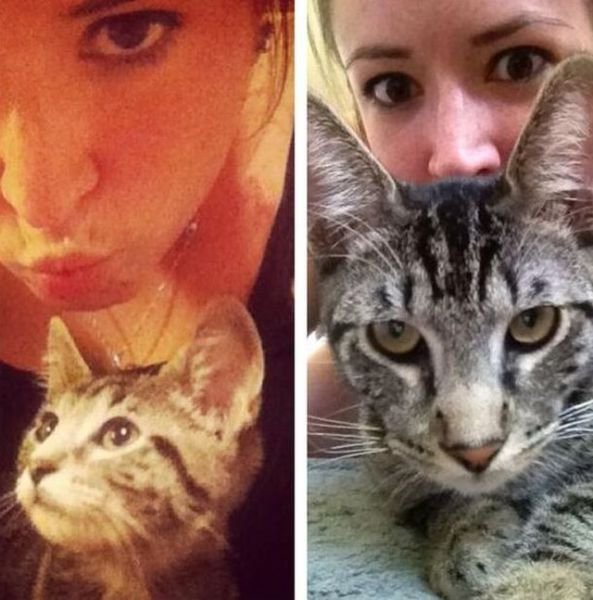  тогда и сейчас,животные,домашние питомцы