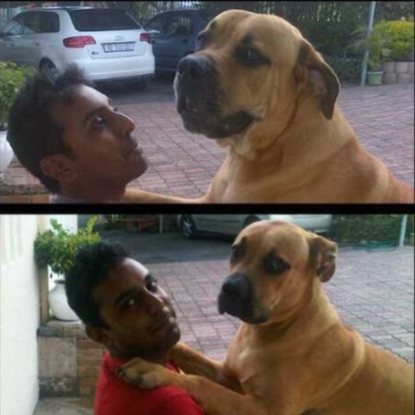  тогда и сейчас,животные,домашние питомцы