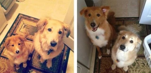  тогда и сейчас,животные,домашние питомцы