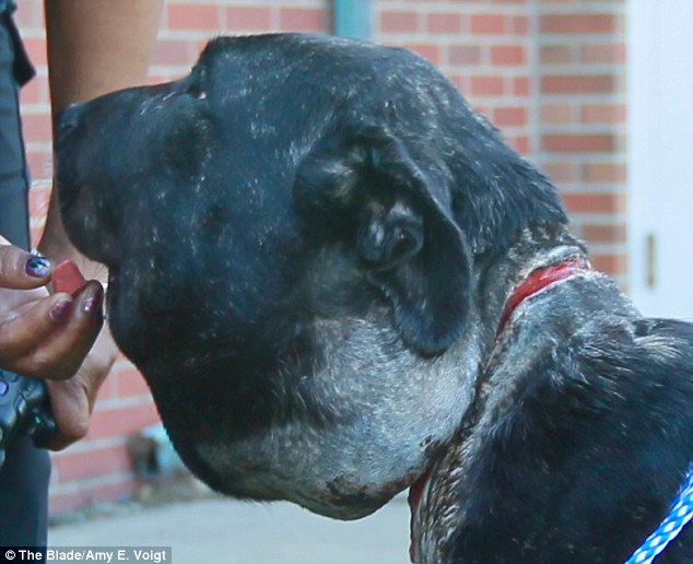 Гигантский, отек, головы, собаки, жмущий, ошейник, лимфатические узлы, Princess P, принцесса Пи