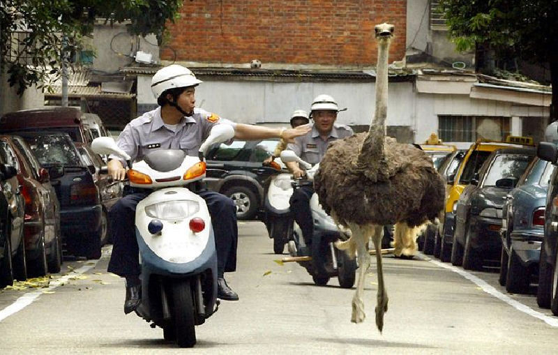 Веселые, моменты, смешное, ситуации, истории, из жизни, полицейских