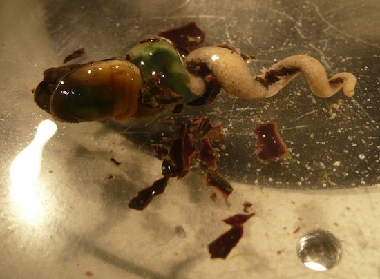 Новейшие области науки о которых мы не знали