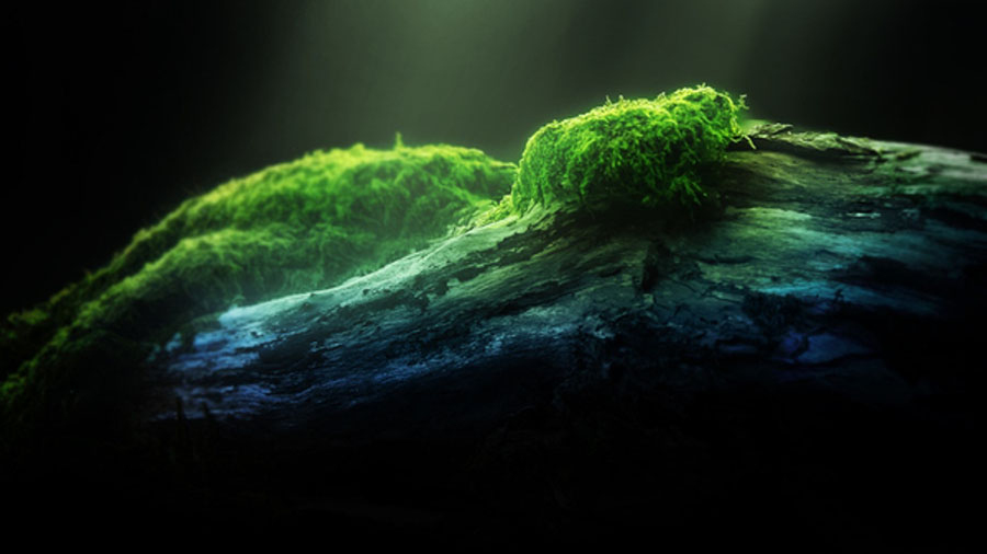 Самые живучие и продолжительные Самые живуче, долгие, продолжительные, реклама