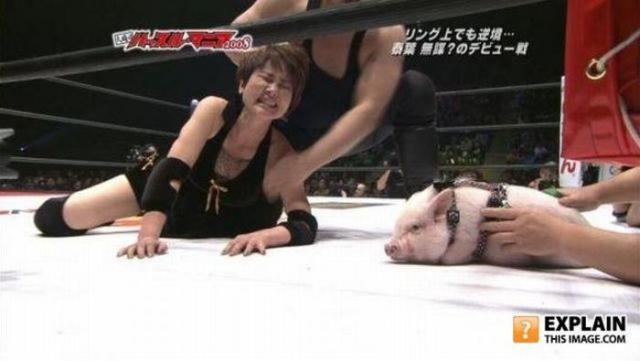 бессмысленные фото, человеческая глупость, не поддающиеся объяснению 