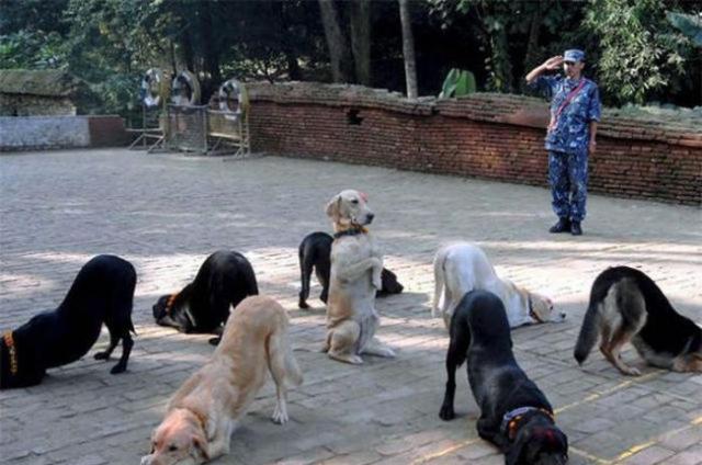 бессмысленные фото, человеческая глупость, не поддающиеся объяснению 