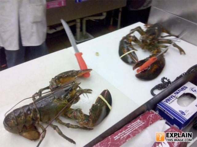 бессмысленные фото, человеческая глупость, не поддающиеся объяснению 