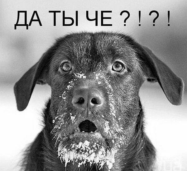 смешные фото, прикол, юмор, смешные картинки 