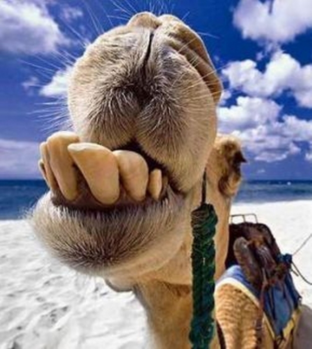 гмо, генная инженерия, модифицированные животные 