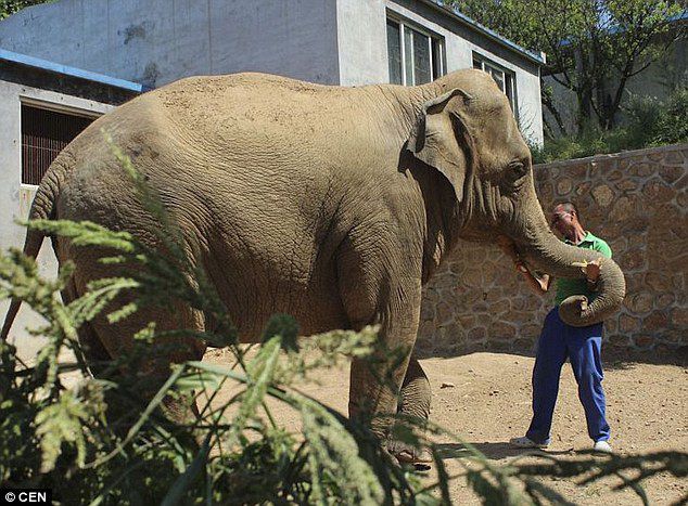 Брошенный, мама, слоненок, проплакал, 5,пять, часов