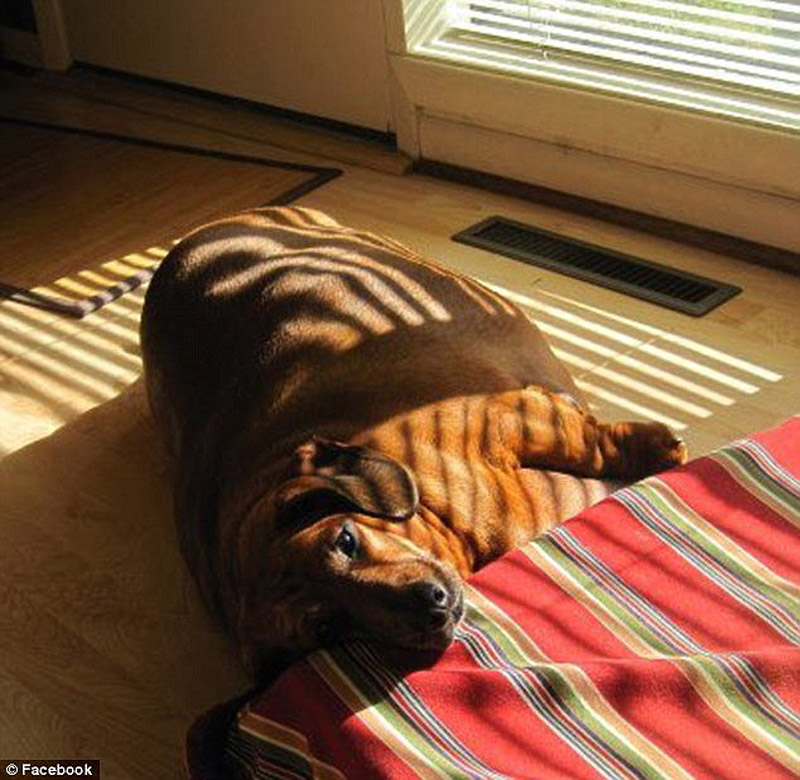 Разжиревшая, такса, Оби, похудела, 22 кг, операция, до и после