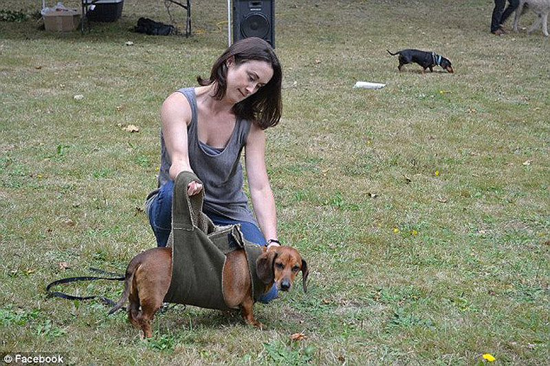 Разжиревшая, такса, Оби, похудела, 22 кг, операция, до и после