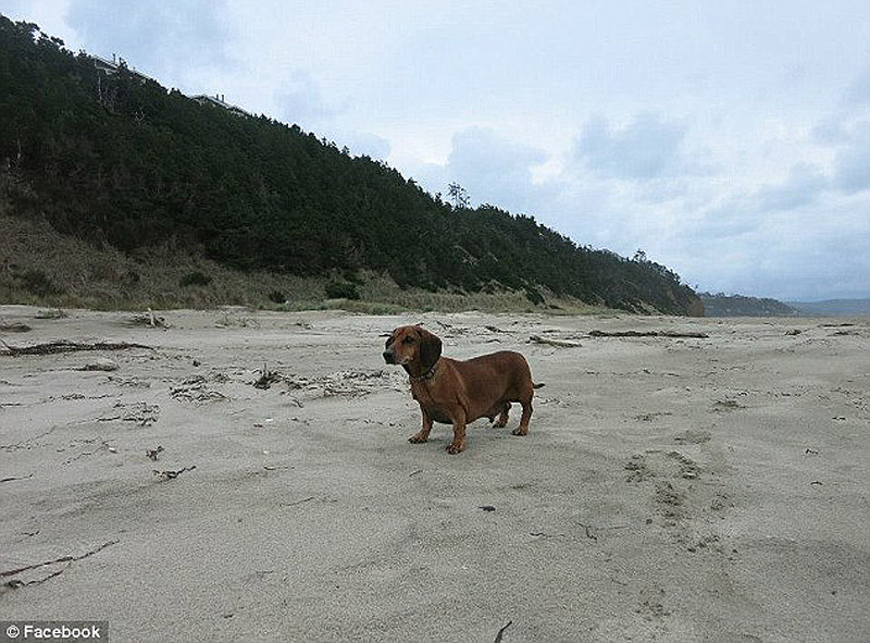 Разжиревшая, такса, Оби, похудела, 22 кг, операция, до и после