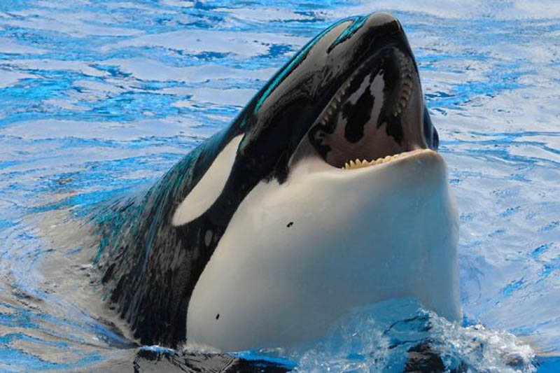 хладнокровные, улыбки, убийц,террористы, Мэнсон, Брейвик, Чикатило, 