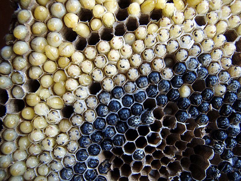 Гид по экзотическим деликатесам из насекомых Гид, экзотические деликатесы, блюда из насекомых,азия