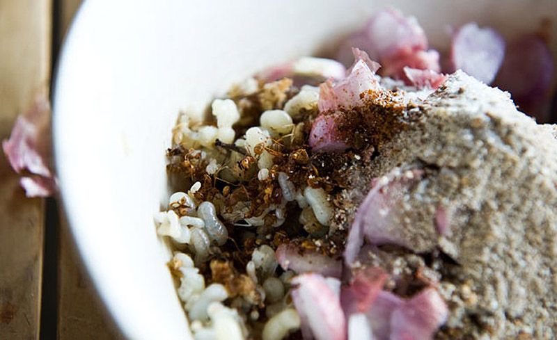 Гид по экзотическим деликатесам из насекомых Гид, экзотические деликатесы, блюда из насекомых,азия