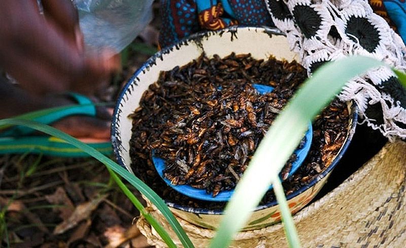 Гид по экзотическим деликатесам из насекомых Гид, экзотические деликатесы, блюда из насекомых,азия