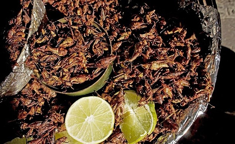 Гид по экзотическим деликатесам из насекомых Гид, экзотические деликатесы, блюда из насекомых,азия