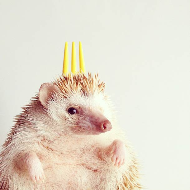 Самый обаятельный ёжик по кличке Дарси Самый, обаятельный, ёжик, Дарси, летающий ёж Дарси,Darcy The Flying Hedgehog