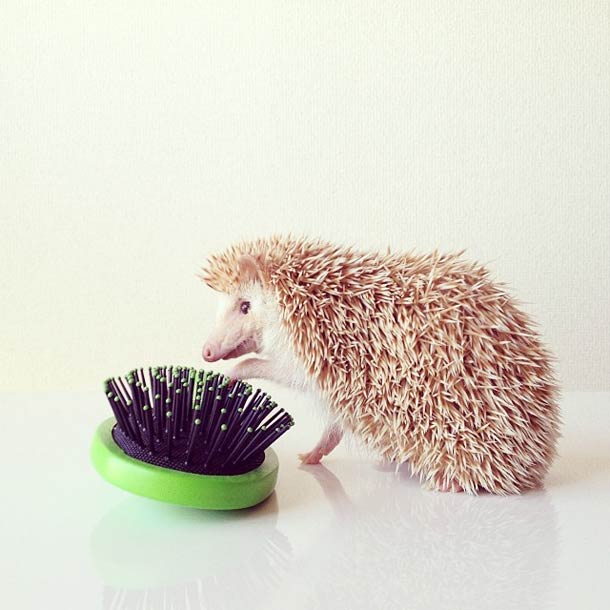 Самый обаятельный ёжик по кличке Дарси Самый, обаятельный, ёжик, Дарси, летающий ёж Дарси,Darcy The Flying Hedgehog